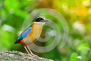 Bluewingedpitta a kind of bird that bird watchers pay attention because of the beautiful colors and its beautiful singing voice