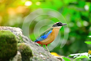 Bluewingedpitta a kind of bird that bird watchers pay attention because of the beautiful colors and its beautiful singing voice