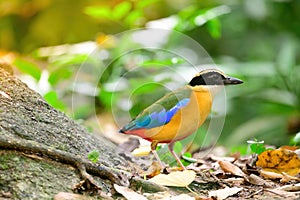 Bluewingedpitta a kind of bird that bird watchers pay attention because of the beautiful colors and its beautiful singing voice