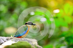 Bluewingedpitta a kind of bird that bird watchers pay attention because of the beautiful colors and its beautiful singing voice