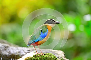 Bluewingedpitta a kind of bird that bird watchers pay attention because of the beautiful colors and its beautiful singing voice