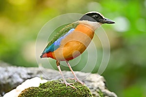 Bluewingedpitta a kind of bird that bird watchers pay attention because of the beautiful colors and its beautiful singing voice