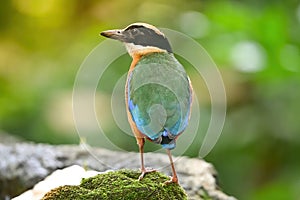 Bluewingedpitta a kind of bird that bird watchers pay attention because of the beautiful colors and its beautiful singing voice