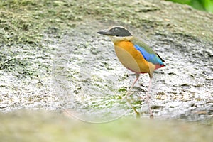 Bluewingedpitta a kind of bird that bird watchers pay attention because of the beautiful colors and its beautiful singing voice