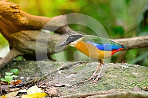 Bluewingedpitta a kind of bird that bird watchers pay attention because of the beautiful colors and its beautiful singing voice