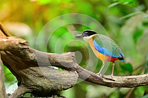 Bluewingedpitta a kind of bird that bird watchers pay attention because of the beautiful colors and its beautiful singing voice