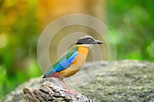 Bluewingedpitta a kind of bird that bird watchers pay attention because of the beautiful colors and its beautiful singing voice