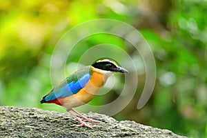 Bluewingedpitta a kind of bird that bird watchers pay attention because of the beautiful colors and its beautiful singing voice