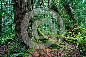 The Bluffs, Galiano Island, BC Canada