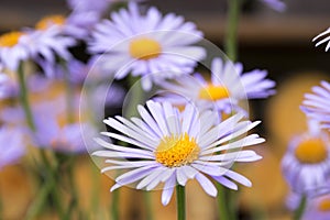 Bluish Aster, Aster tongolensis in bloom