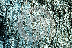 Bluish bark for background