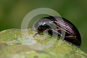 Bluish black beetle