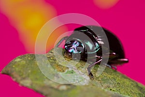 Bluish black beetle