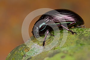 Bluish black beetle