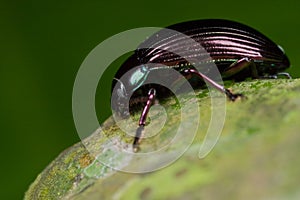 Bluish black beetle