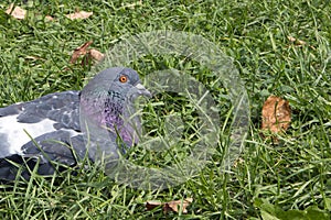 Bluish calm urban pigeon resting on the grass