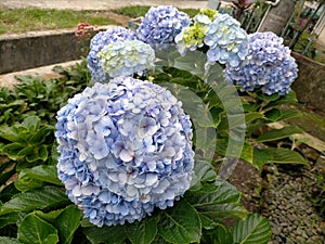 This bluish-colored beautiful flower is always clustered to form like a flower ball