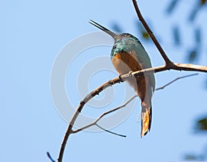 A Bluish-fronted Jacamar