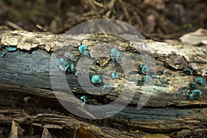 Bluish fruiting bodies of green stain fungus, Carrabasset Valley