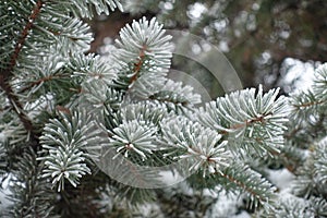 Bluish green foliage of Picea pungens covered with hoar frost in January