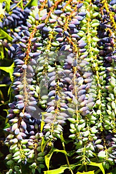 Bluish and green grape like clusters on a Leatherleaf Mahonia