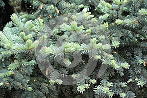 Bluish green needles on branches of Picea pungens in spring