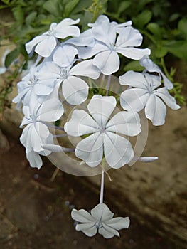 Bluish white natural flowers in form of bouquet photo
