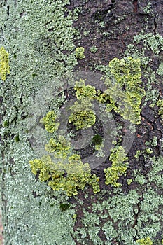 Bluish and yellowish green lichen on bark of horse chestnut