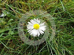 Daisy in grass / GÃÂ¤nseblÃÂ¼mchen im Gras