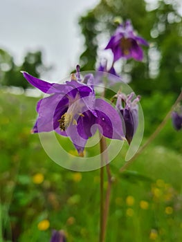 Blume Flower Field Fauna Violett