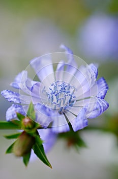 Blume lila photo