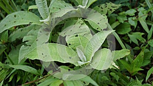 Blumea balsamifera (Sembung). This plants are commonly used to treat colds