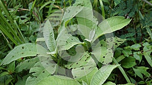 Blumea balsamifera (Sembung). This plants are commonly used to treat colds