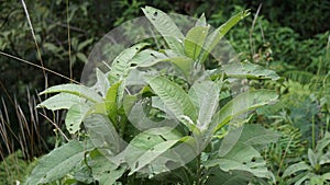 Blumea balsamifera (Sembung). This plants are commonly used to treat colds