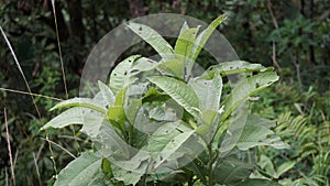 Blumea balsamifera (Sembung). This plants are commonly used to treat colds