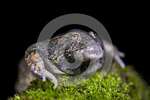 Blunt-headed Burrowing Frog, Glyphoglossus molossus, Thailand