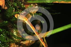A blunt headed snake, imantodes lentiferus, looking up searching for prey