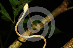 A blunt headed snake, imantodes lentiferus, overview of the scales on the belly