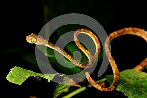 A blunt headed snake, imantodes lentiferus, in a s-shape which is a typical attack form