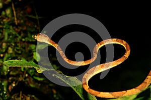 A blunt headed snake, imantodes lentiferus, in a typical stance for snakes