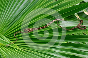 Blunt-headed Tree Snake, Imantodes cenchoa photo