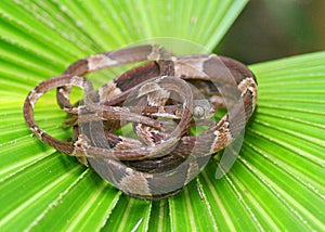 Blunt-headed Tree Snake, Imantodes cenchoa photo