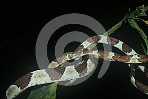 Blunt headed tree snake, lmantodes cenchoa, curled up on top of a leaf photo