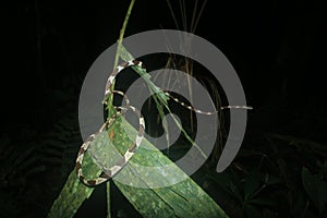 Blunt headed tree snake, lmantodes cenchoa, a very long snake sliding over a palm leaf photo