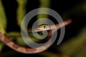 Blunt headed tree snake looking cute