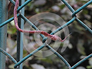 Blunt Headed Tree Snake