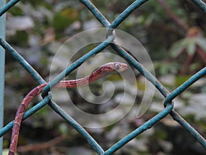 Blunt Headed Tree Snake