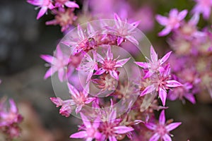 Blunt-leaved stonecrop Sedum obtusifolium, star-shaped, bright pink flowers photo