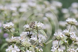 Blunt mountainmint Pycnanthemum muticum, flowers with honeybee photo