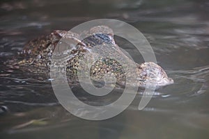 Blunt-snouted crocodile (Osteolaemus) in a lake with its eyes open, looking for potential food